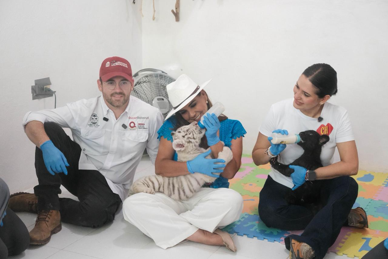 Supervisa Mara Lezama estado de seis felinos decomisados por PROFEPA; reciben atención especializada en centro autorizado por SEMARNAT