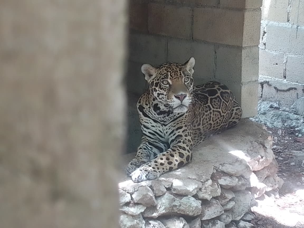 FGE Quintana Roo y autoridades de Medio Ambiente rescatan 15 ejemplares de fauna silvestre, enjaulado en un predio en Playa del Carmen