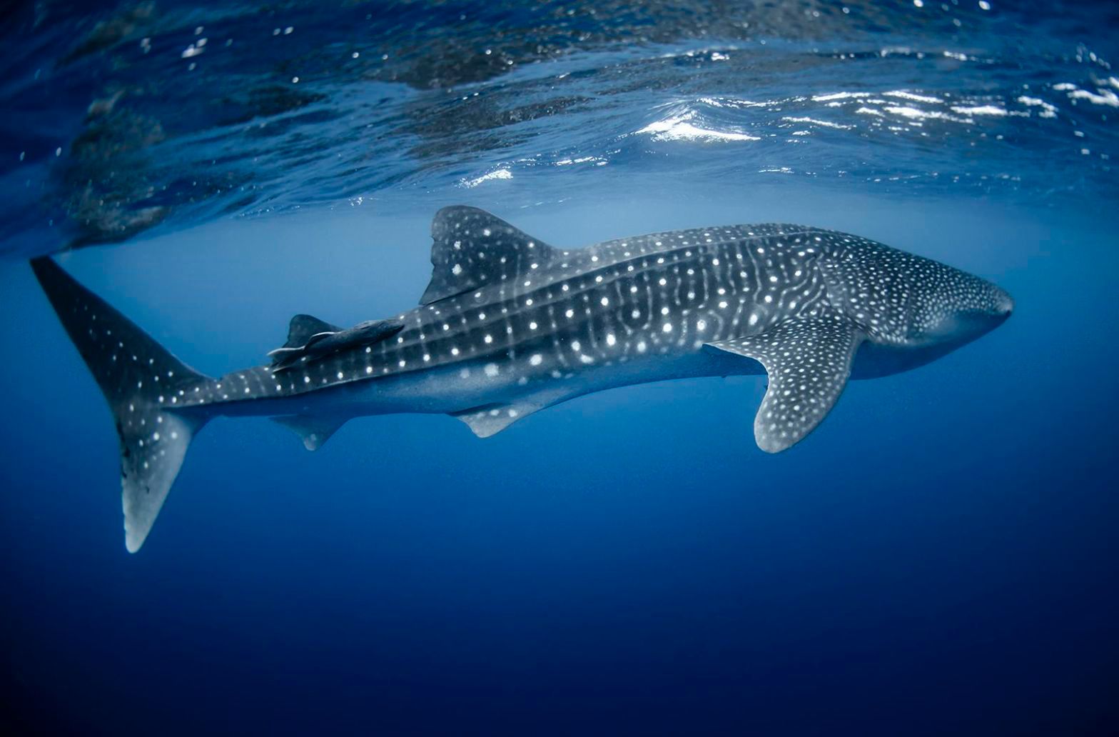 Gobierno de Isla Mujeres prepara el Festival del Tiburón Ballena para promover la conservación y el turismo sustentable