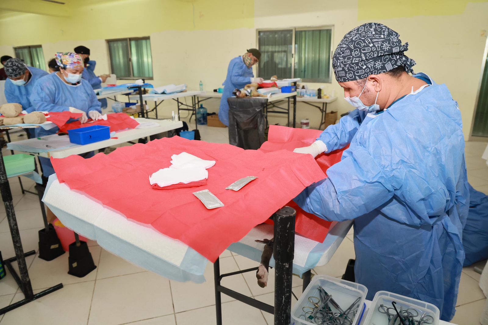 Gobierno de Isla Mujeres esteriliza gratuitamente a 215 perros y gatos en Zona Continental